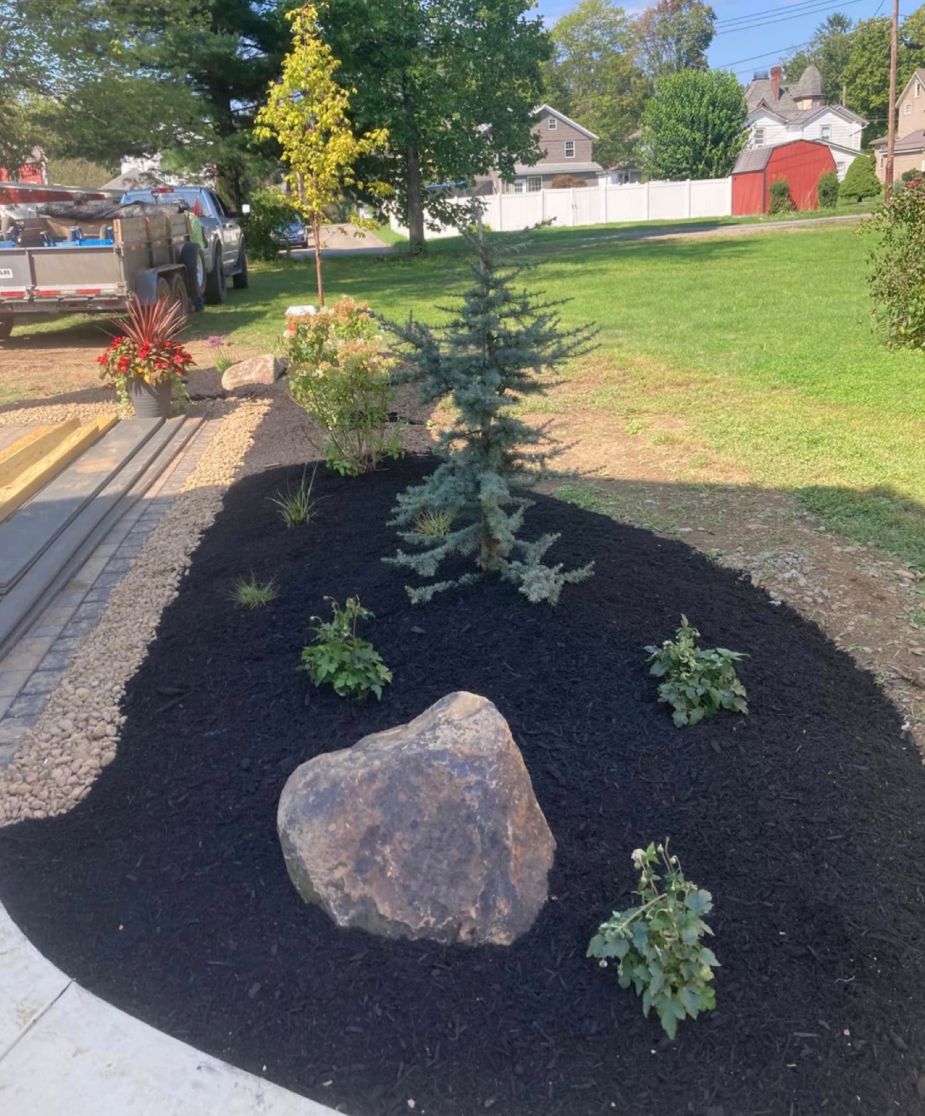 Newly planted spruce and shrubs in a fresh dark mulch bed
