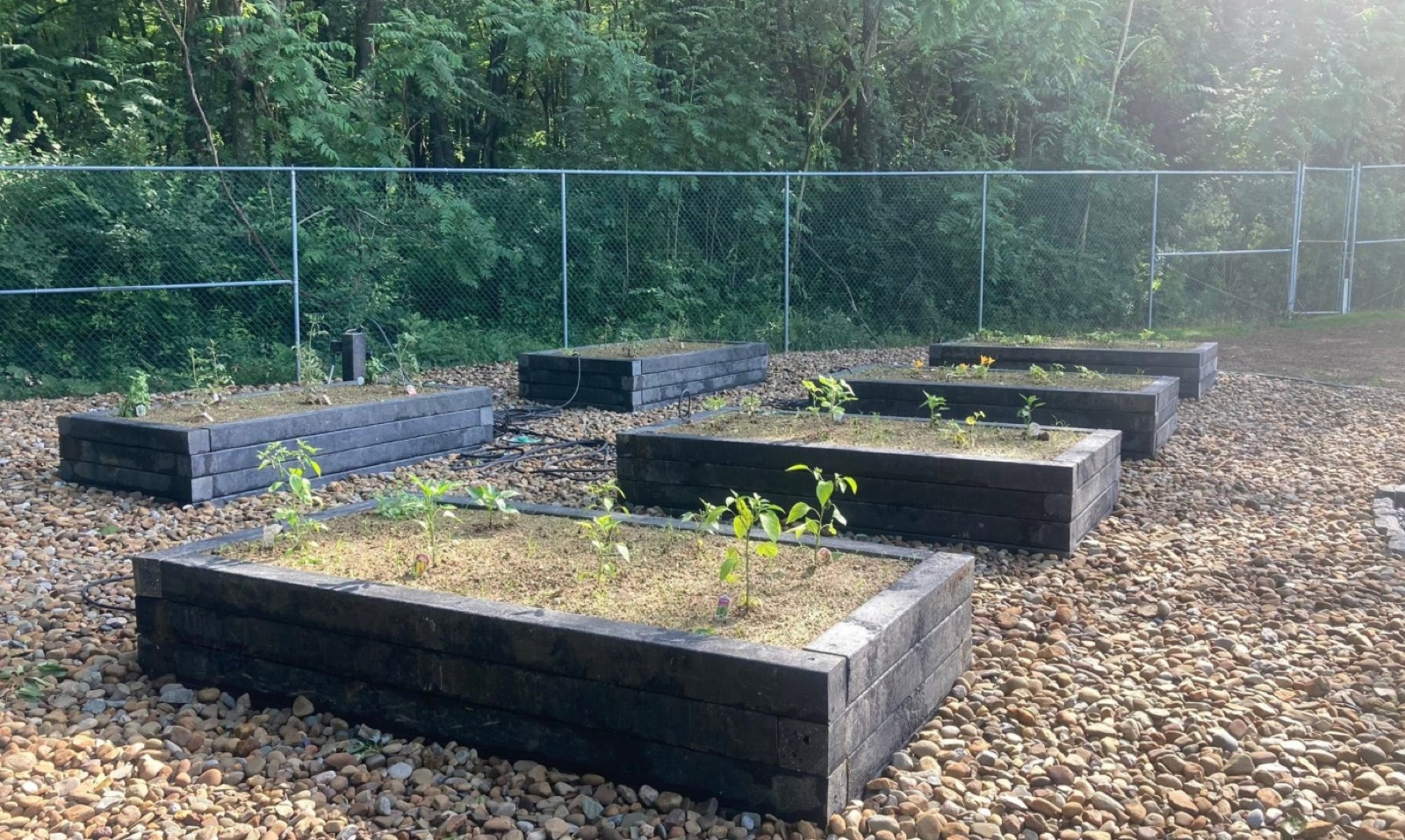 Custom raised timber garden beds