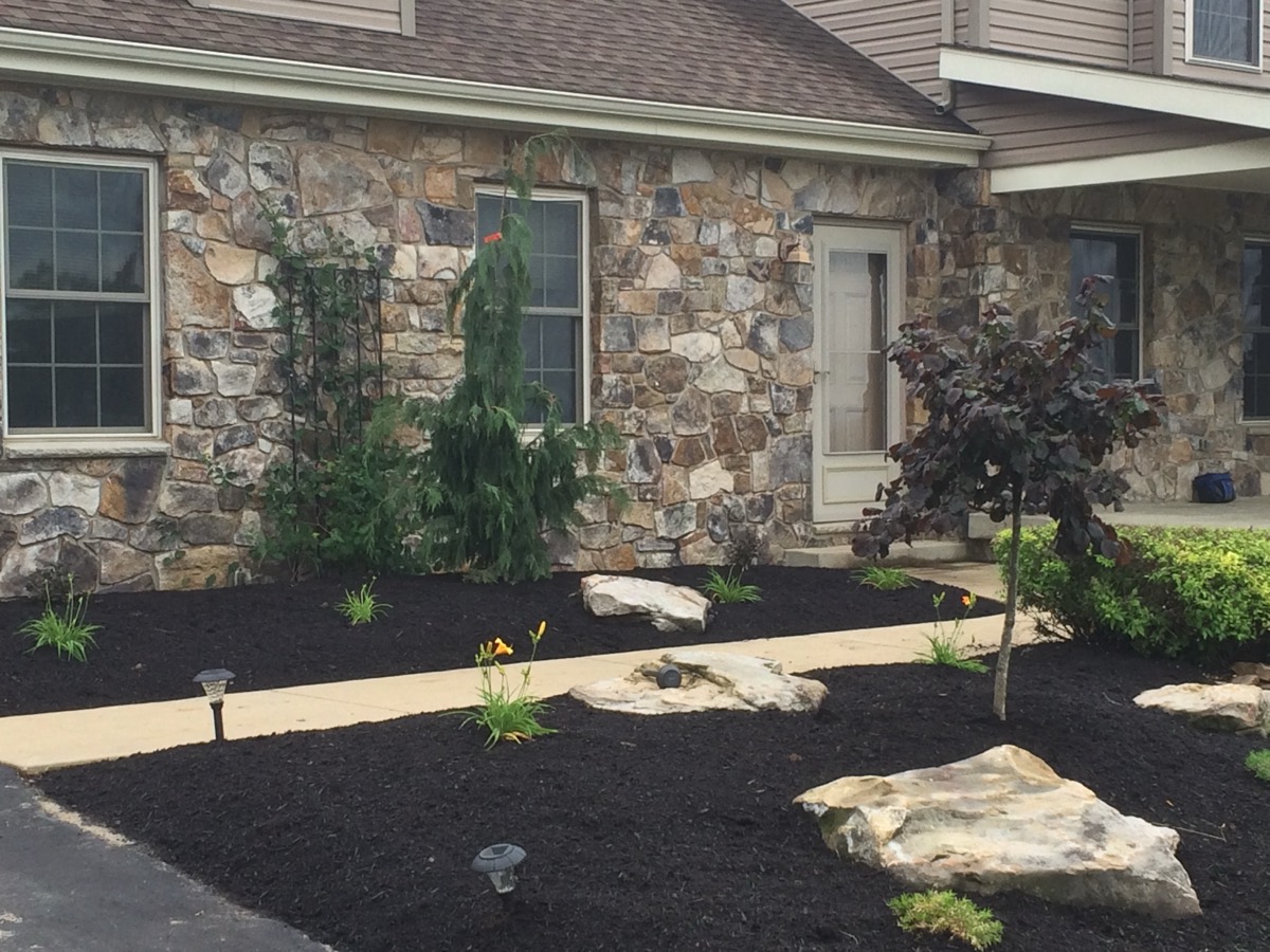 Newly planted trees with fresh mulch beds