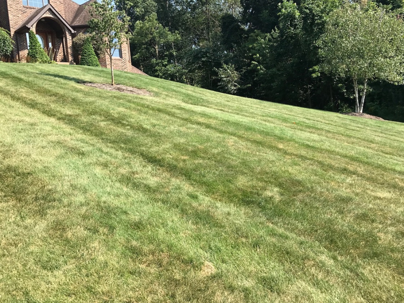 Professionally striped and maintained lawn